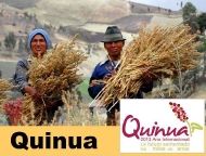 Plantas cultivadas. A quinua
