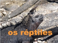 Os animais: réptiles