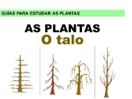 As plantas. Talos