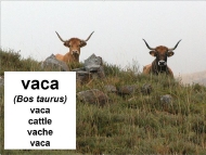 Animais domésticos: a vaca