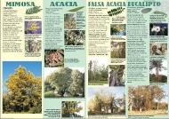 Exposición As árbores de Galicia 16
