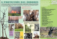 Exposición As árbores de Galicia 25