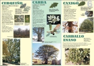 Exposición As árbores de Galicia 6
