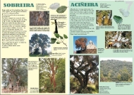 Exposición As árbores de Galicia 7