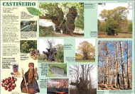 Exposición As árbores de Galicia 8
